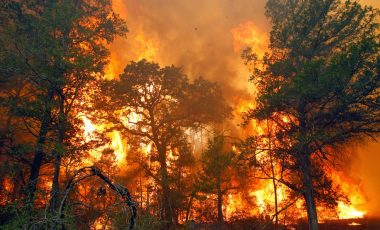 Mengerikan, 100.300 Kematian Akibat Krisis Kebakaran Hutan