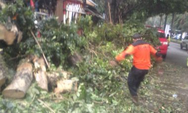Bogor Hujan Angin, Pohon Tumbang Picu Kemacetan Panjang Di Yasmin