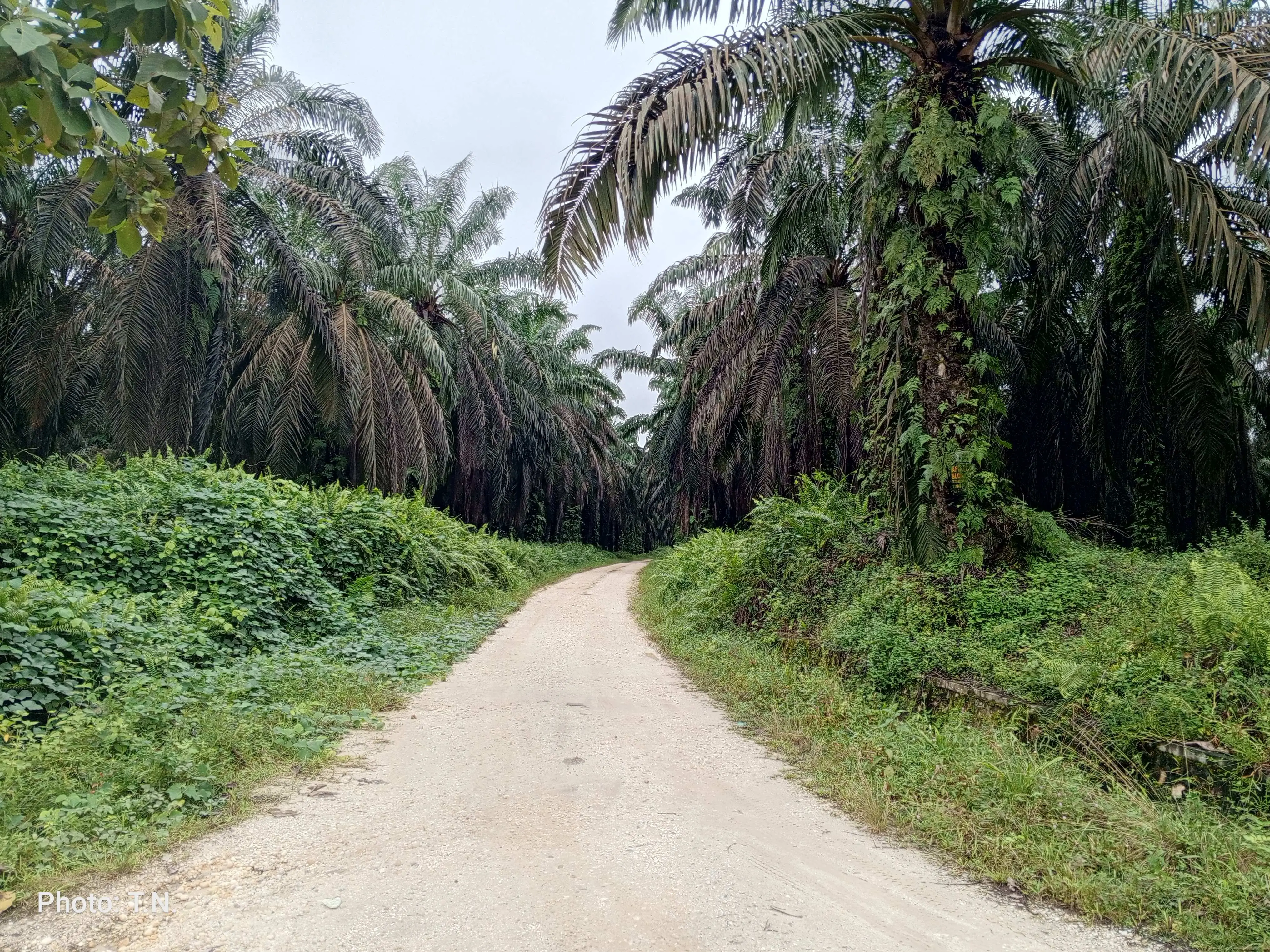 BRI Diduga Melanggar Prinsip Lelang Pada Pelelangan Aset Tri Bakti Sarimas