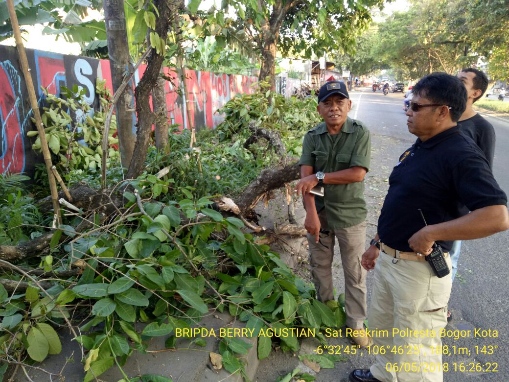Pohon Tumbang di Jalan Sholeh Iskandar Kota Bogor Menimbulkan Korban Jiwa