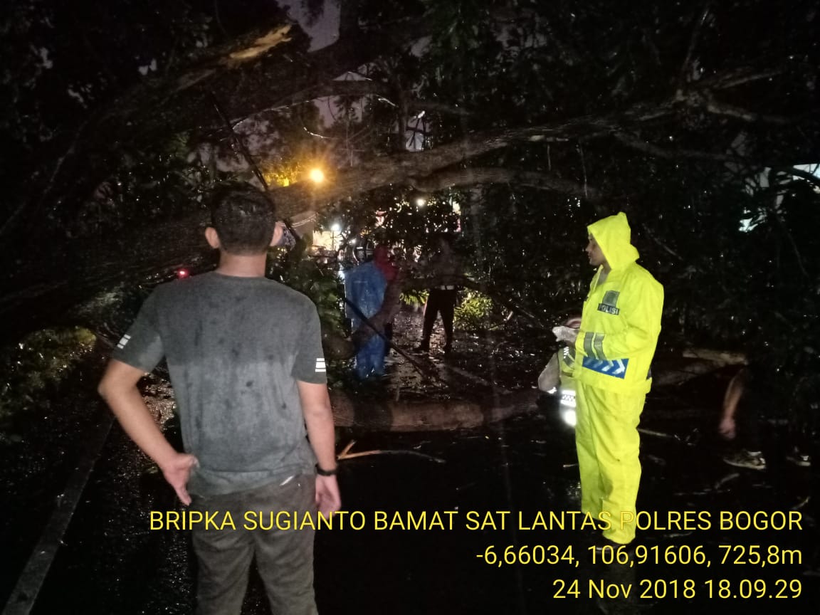 Kasat Lantas Polres Bogor Pimpin Proses Evakuasi Pohon Tumbang di Jalur Puncak